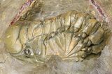 Zlichovaspis Trilobite With Crotalocephalina & Reedops #381179-10